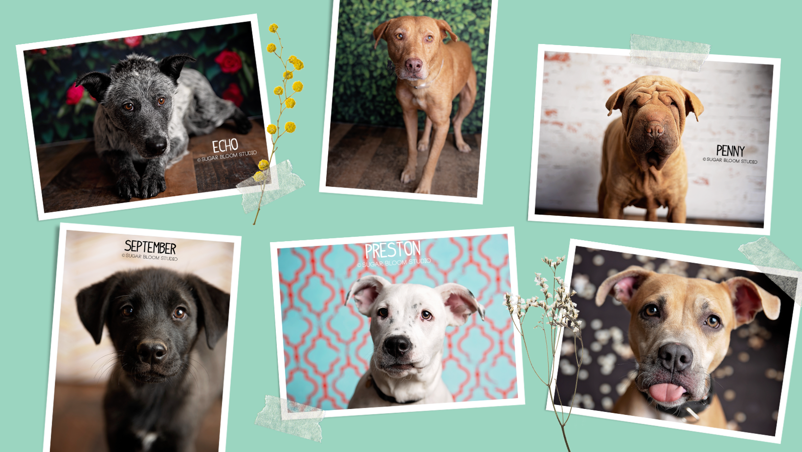 Two blondes sales all breed rescue